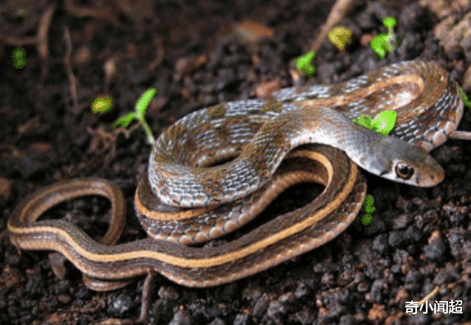 眼镜王蛇■地球上最\可怕\的三种毒蛇，第一位毒性无人能敌，眼镜王蛇只能垫底