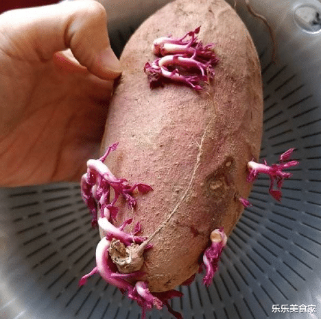 土豆▲长芽的蔬菜“能不能吃”引争议，专家告诉你答案，看完涨知识了