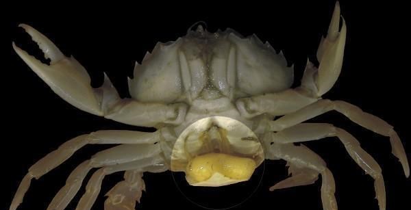 土星|蟹奴是一种怎样的生物？它有何恐怖之处？
