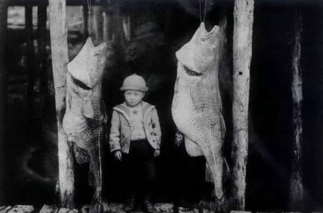 泡面|从鳕鱼到北极虾，纽芬兰的“王牌海鲜”是如何跌落神坛的？