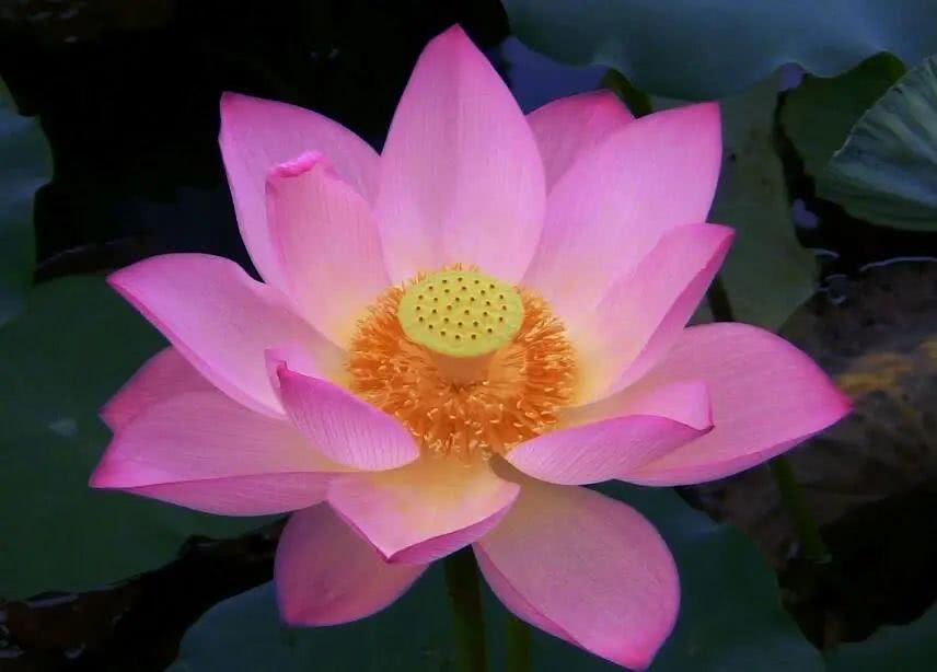 生肖@恭喜！6月初，事业风生水起，诸事大顺，随时会发财的生肖