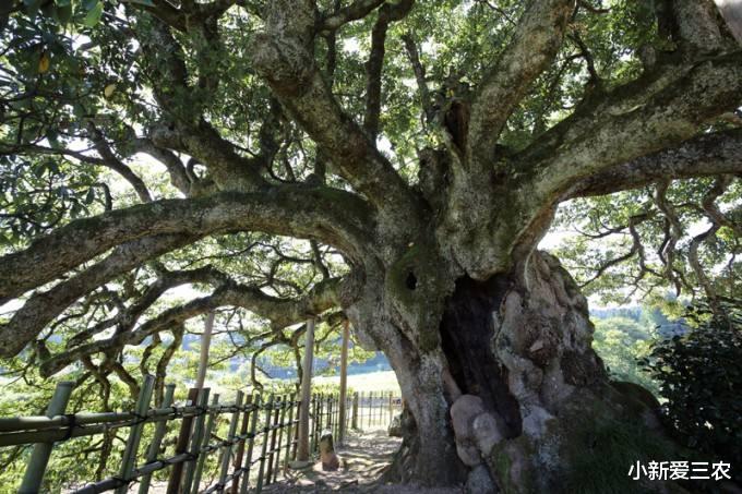 【】世界最“牛”的两棵树在中国,一棵惊艳了中国,一棵征服了全世界
