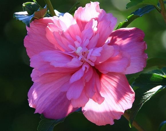 生肖|下半年喜事天降，“添财”，“添福”，又“添喜”的4大生肖