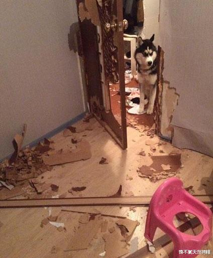 边境牧羊犬|买得起养不起的8种狗，很多人表示后悔不已