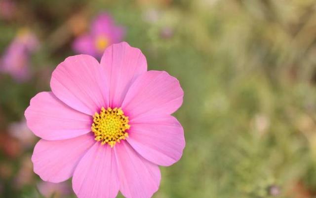 生肖|不适合减肥的三大生肖女,体重过百就是福气