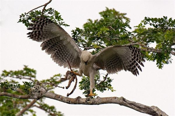 『金雕』世界三大猛禽分别是什么