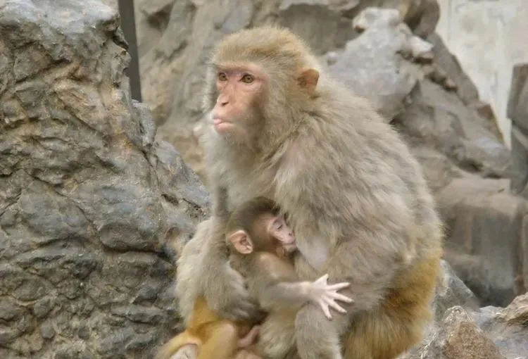 #运势#1980年40岁“猴之人”的未来5年,老人讲的不骗人!