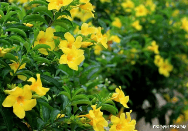 ##生来好命，母凭子贵，生儿当大官，生女做富婆的三大生日尾数