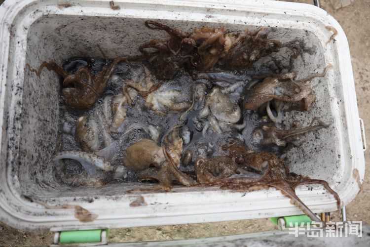 网络安全|胶州湾假日渔趣