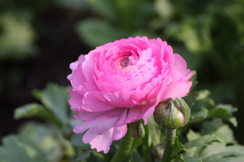 生肖：7月过后，十里桃花，一生情缘，喜遇良人，携手一生的四大生肖