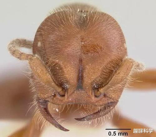 红火蚁|行军蚁大战红火蚁，蚁后被斩首，逃兵被追回就地处置