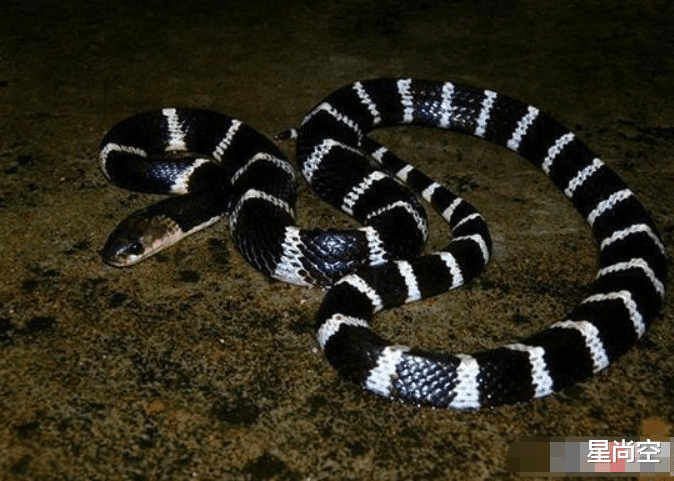 银环蛇|中国十大毒蛇排行榜,银环蛇比“过山峰”毒五倍