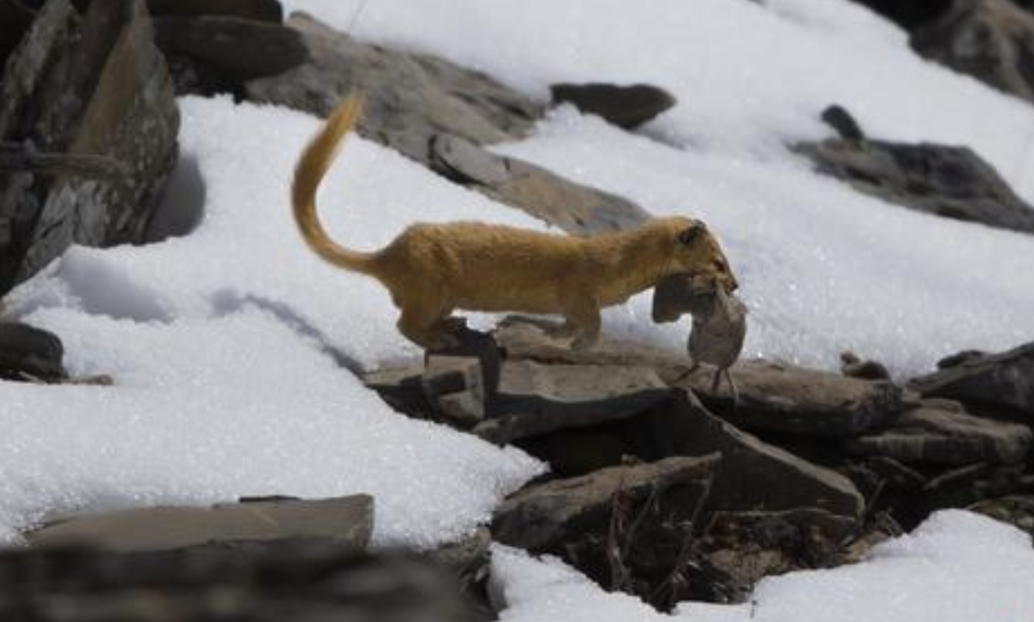 黄鼠狼|为什么老人都说黄鼠狼不能杀？科学研究发现，原来真不能杀