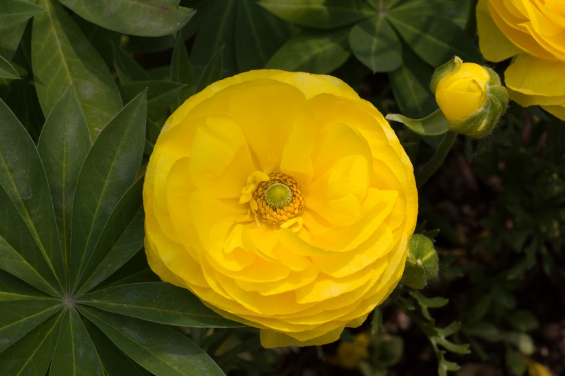 [生肖]7月下旬，恰逢情缘，碰见爱情，笑靥明媚，4大生肖甜如蜜饯