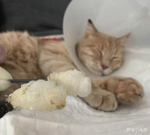 橘喵被撞断双脚，化身铁腿战士用义肢抓抓痒依然舒服