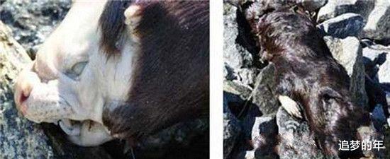 科学家▲九大曾传得玄之又玄的神秘生物，看知晓其真面目，瞬间感觉被玩弄