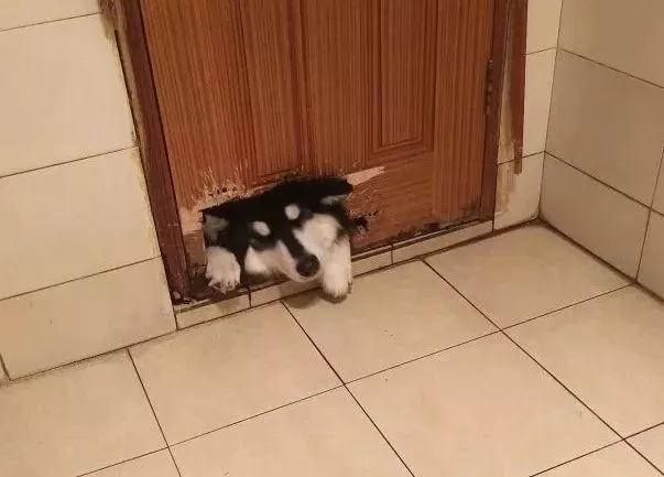 上厕所的时候感觉屁股凉凉的，低头一看……