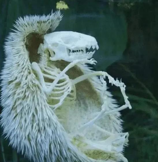 [大熊猫]7种动物死后的骨骼，完全认不出来它们活着的模样，大熊猫太狰狞