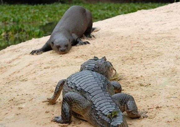 『鳄鱼』它被称为“水中蜜獾”，和鳄鱼对战直接撕碎鳄鱼头，一口咬掉残忍至极