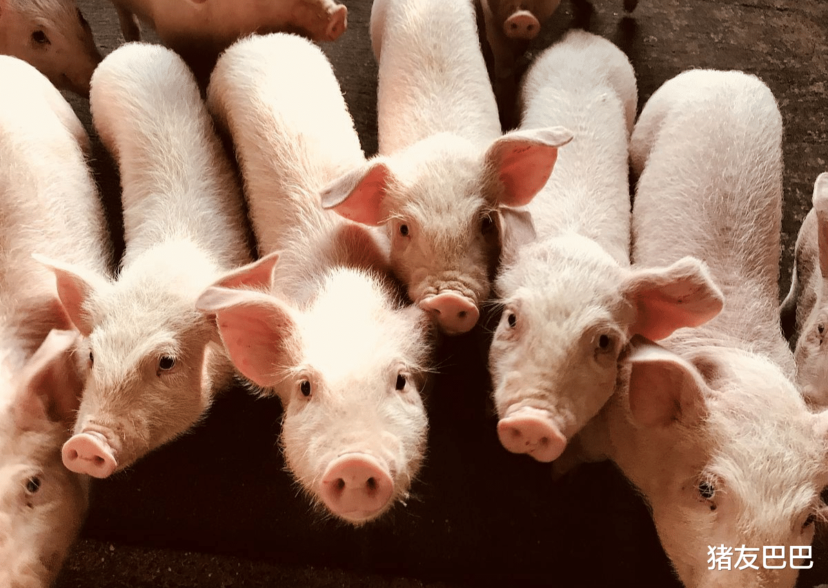 生猪价格▲又是“一片红”！猪价缘何大涨？大涨之后有“大坑”？附28日猪价