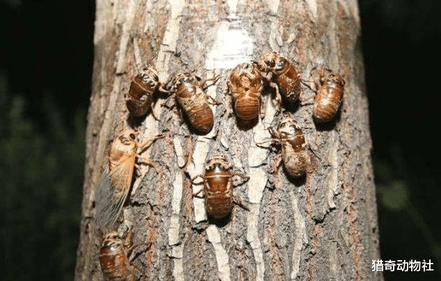『』知了猴只有晚上才出土，它是如何知道白天和黑夜的？