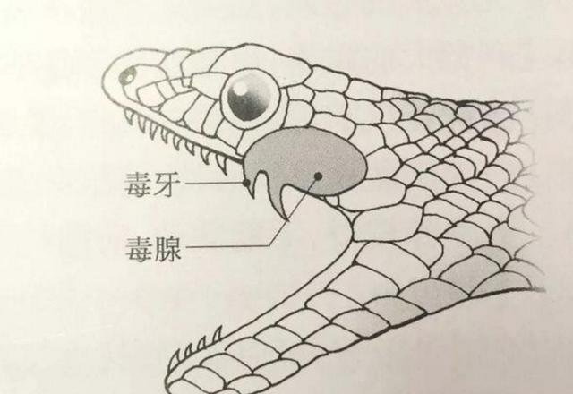 毒蛇|“赤链”本无毒，可为何被认为是“剧毒蛇”？毒蟾说了算！