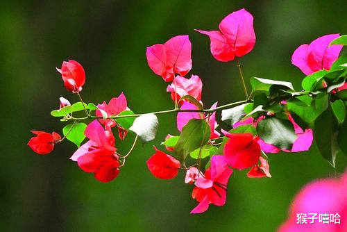 【金牛座】6月开始缘分来袭，桃花运顺风顺水，脱单指日可待的四大生肖