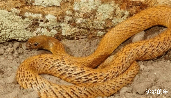 「贝尔·格里尔斯」地球上六大最毒的动物, 平头哥和贝爷都不敢惹, 挑衅就是送命