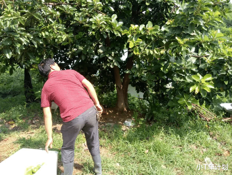 #水果#水果界最大的骗局，难吃还没营养，产量明明很大却卖十几元一颗