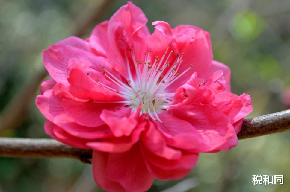 【运势】7月3号，运势上吉，财运上上签的属相，紫气东来，赚得腰包鼓鼓