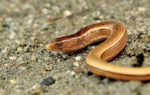 |和蛇长得一模一样却不是蛇类，常被人们错认，你认出来了吗？