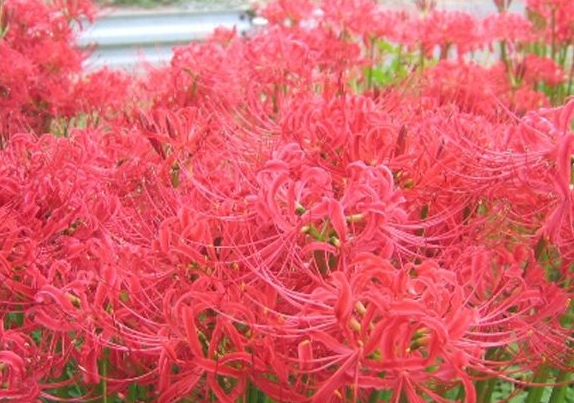 #运势#下周开始,运势上上签,4属相有福星保佑,大富大贵,无忧无虑