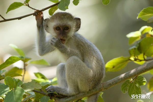 生肖|未来3天，“属猴人”留意这个人，他是你下半年的小人！