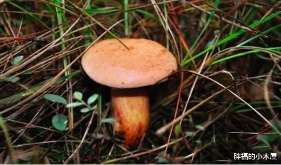 科学家|真菌操控下的“僵尸蝉”：即使腹部没了，繁殖也不停 08-15 20: 14