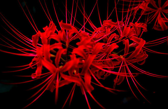 「运势」6月26号开始，运势逆袭，4属相逢凶化吉，横财大发，事业红红火火