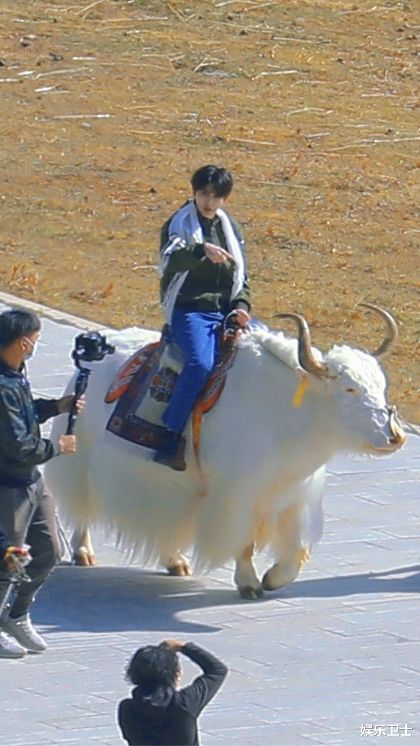 蔡徐坤|奔跑吧青海路透，蔡徐坤骑牦牛，成毅似心情不佳，郑恺遗憾缺席原因曝光