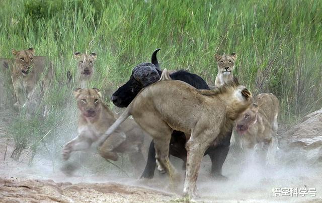 『狮子』母狮一生中要经历多少次雄狮更替与丧子之痛?