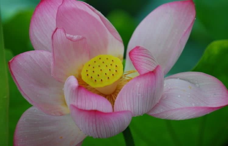 生肖|8月中旬开始财运大红大紫,事业爱情丰收,家业兴隆的四大生肖