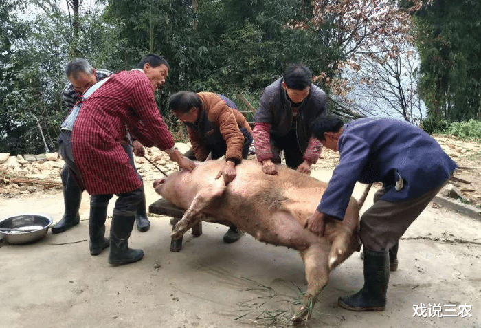 戏说三农 私自“杀年猪”系违法？最高可罚1万？真的假的？农村人速了解！
