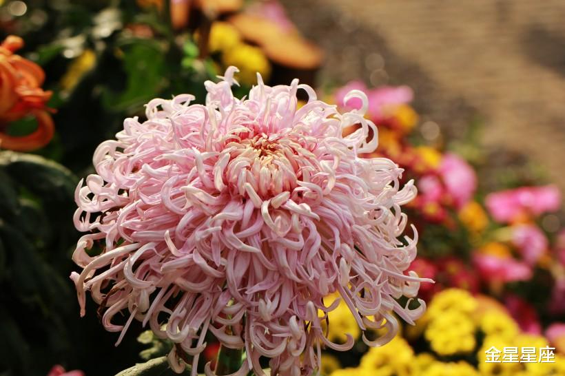 「生肖」6月23号,3生肖将有\大喜\来,必能大富特富,不接不顺!