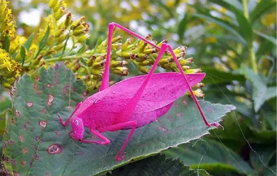 |肤色诡异的24种生物，竟然都是真实存在的！