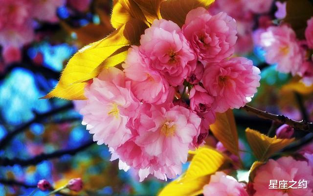 生肖：在5月上旬，爱情回归，相思难断，倦鸟归巢的三大星座