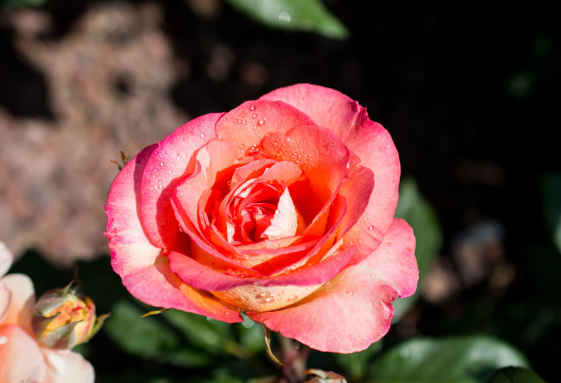 「生肖」4月下旬一到，步入人生上上吉，4属相吉星关照，一路大发横财