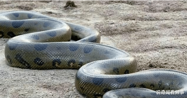 #冷血动物#10种最危险的冷血动物，第一名每年致死近百万人