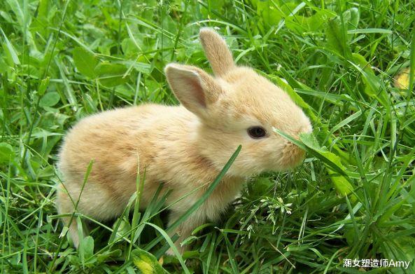 生肖|90岁大师说了：生肖兔10月中旬要大难临头，躲过往后就是福！