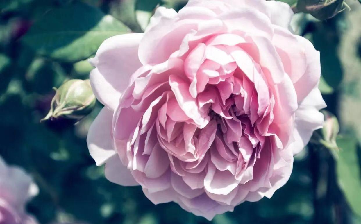 双子座■三月下旬桃花运突现，3星座收获爱情，幸福美满