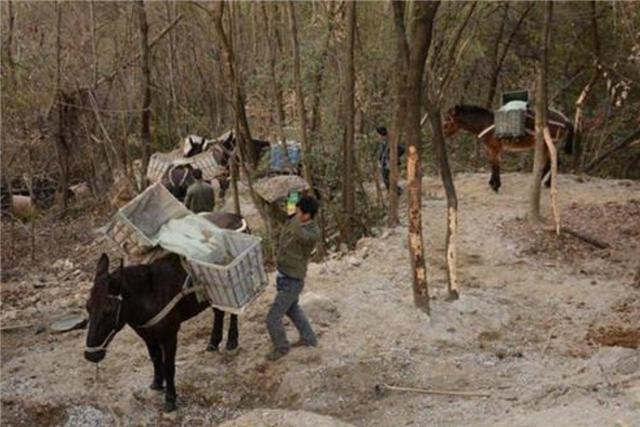 臆说古史|直击“骡马帮”夫妻的真实生活：密林深处干活，月收入4万