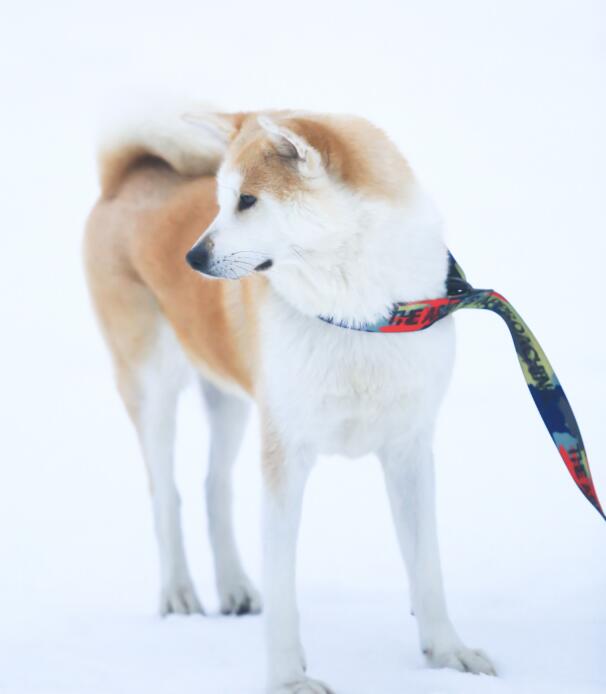 南京宠物旅游：趁时光正好，带着狗狗去旅行