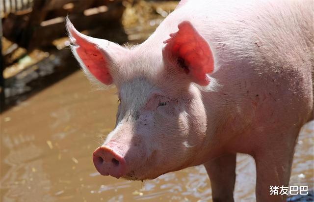 猪友巴巴|猪价“寒潮冲天”，多地下跌“飘绿”，供需博弈下猪价跌去何方？
