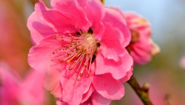 「双鱼座」喜神送缘!3月末,桃花未尽,情系前任,3星座把握机会让爱回归